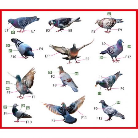 miniart models 38036 Pigeons - Palomas Miniatures Series Kit en plástico para montar y pintar un total de 36 palomas en diferentes posturas.